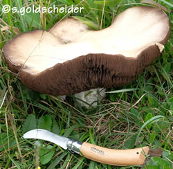 Wiesenchampignon