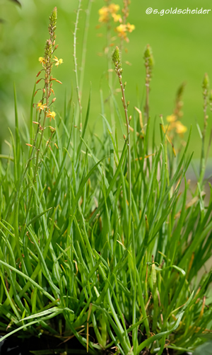 Aloe-Artenvielfalt