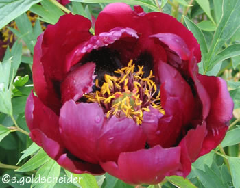 Paeonia Rockii-Hybride