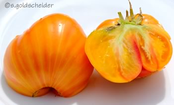 gelbe Tomaten